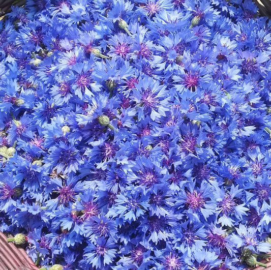 (原樽)矢車菊面霜 Cornflower Facial Cream