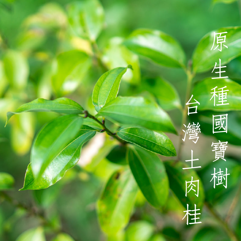台灣土肉桂防蚊棒(單支) Mosquito Repellent Incense (Single)