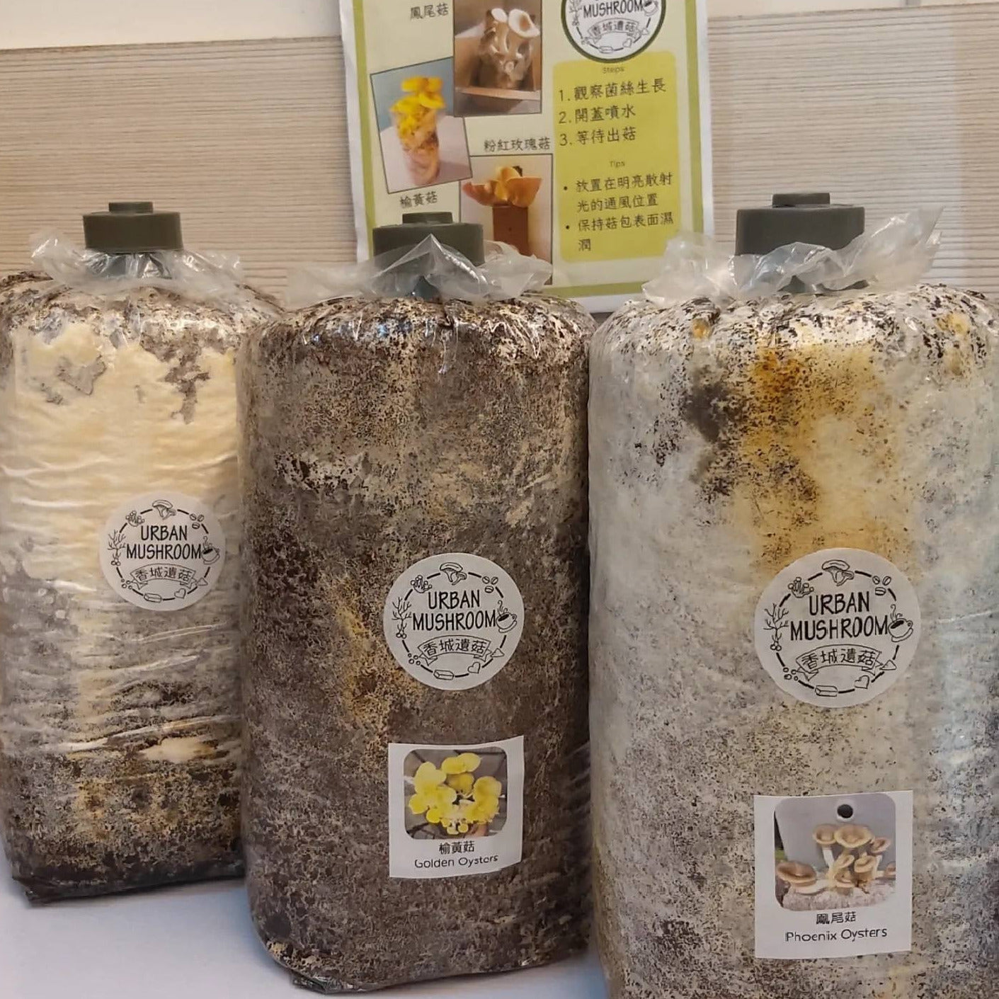 香城遺菇 咖啡渣蠔菇種植包 Mushroom growing kit by Urban Mushroom