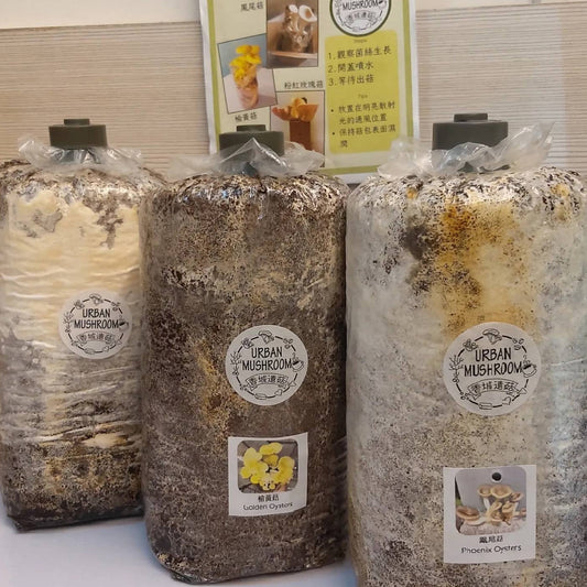 香城遺菇 咖啡渣蠔菇種植包 Mushroom growing kit by Urban Mushroom