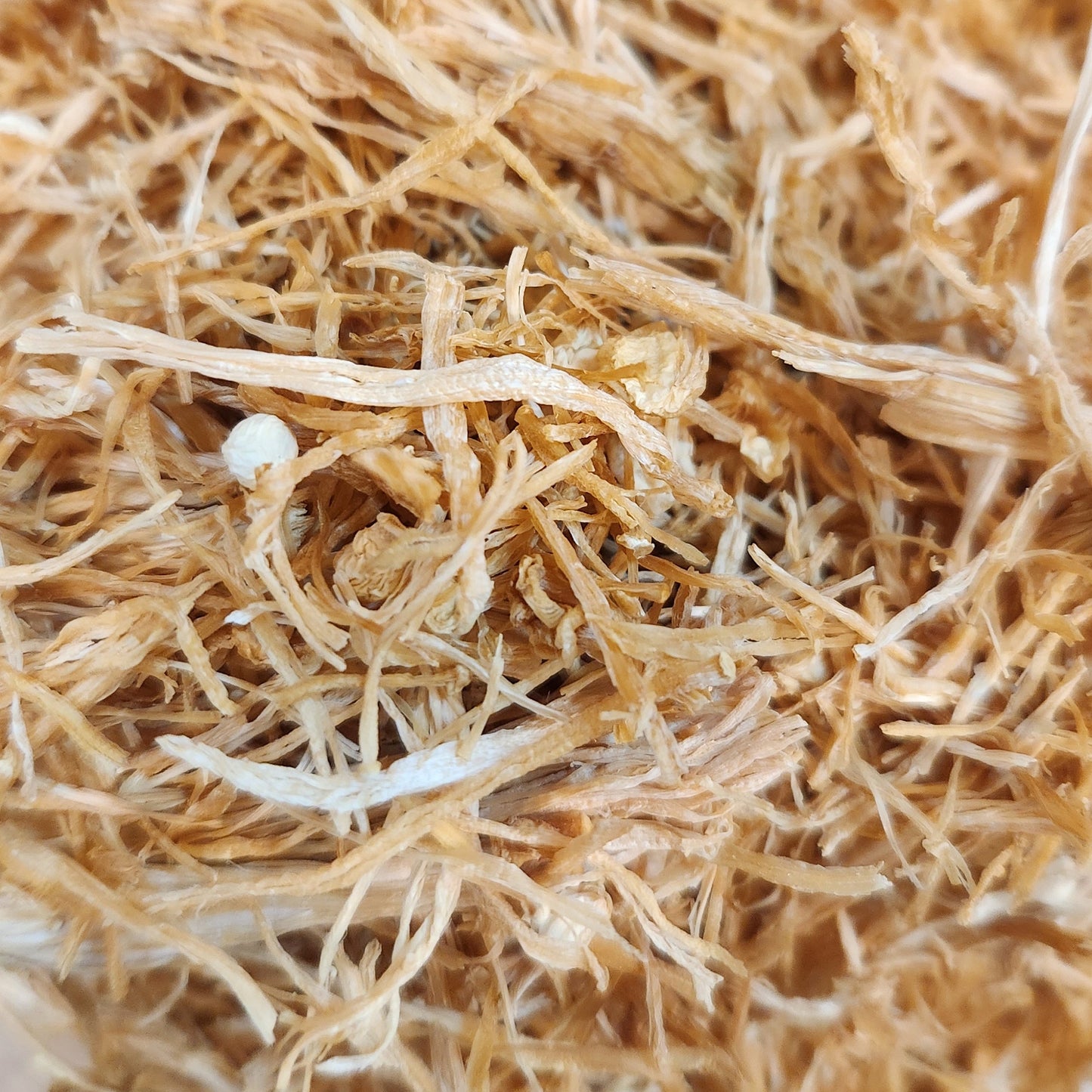 日本山梨縣 fungus / mushrooms (10g)