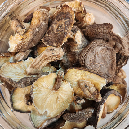 日本山梨縣 fungus / mushrooms (10g)