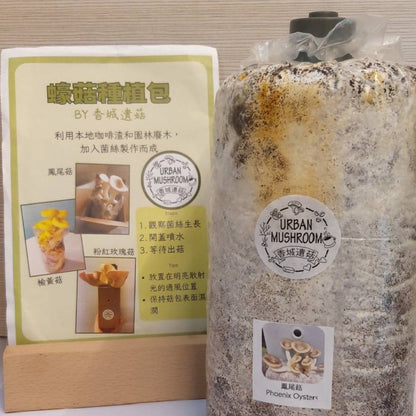 香城遺菇 咖啡渣蠔菇種植包 Mushroom growing kit by Urban Mushroom