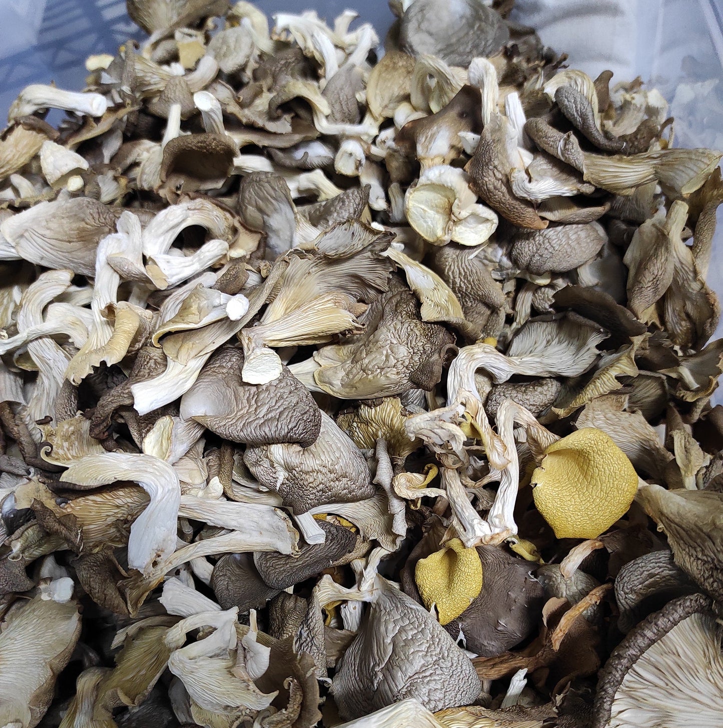 香城遺菇混合乾菇 Mixed Dried Mushrooms 50g